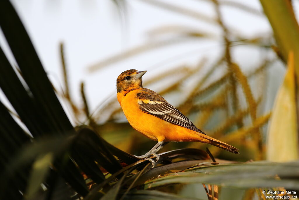 Baltimore Oriole female adult