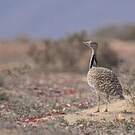 Outarde houbara
