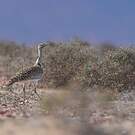 Outarde houbara
