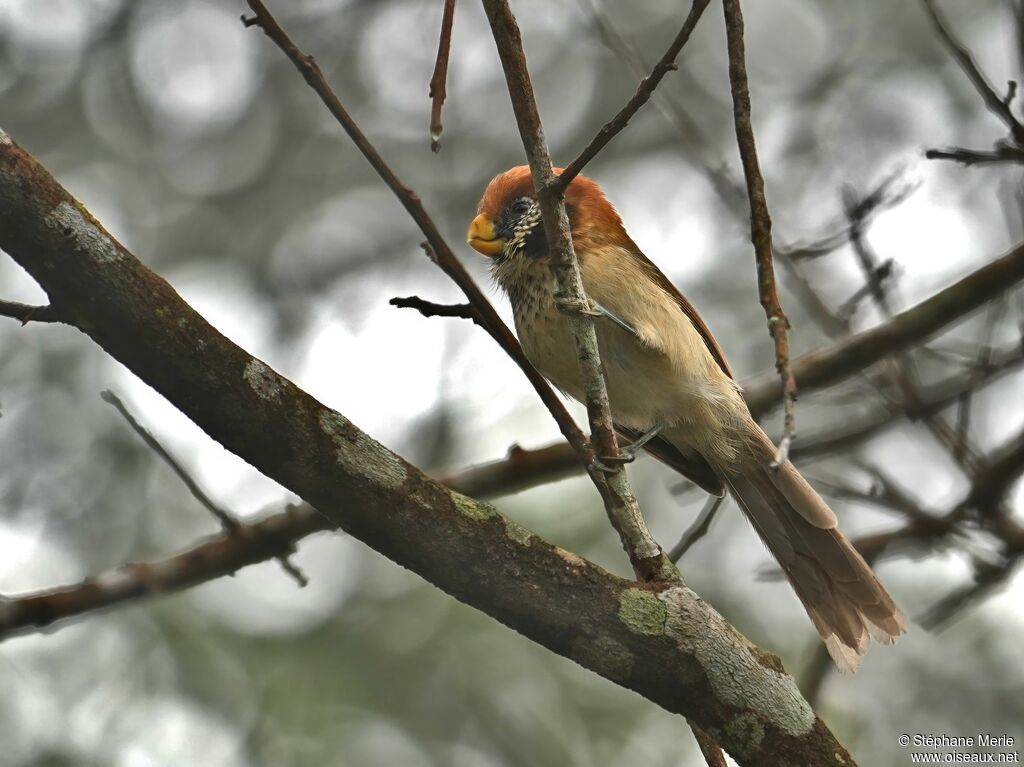 Paradoxornis fléchéadulte