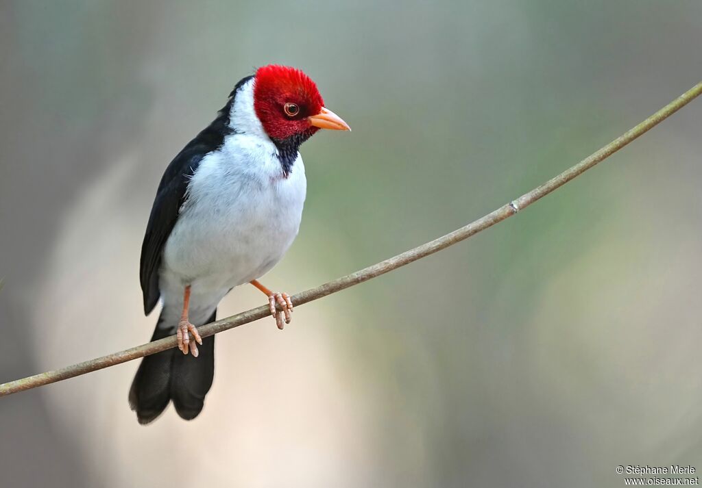 Yellow-billed Cardinaladult