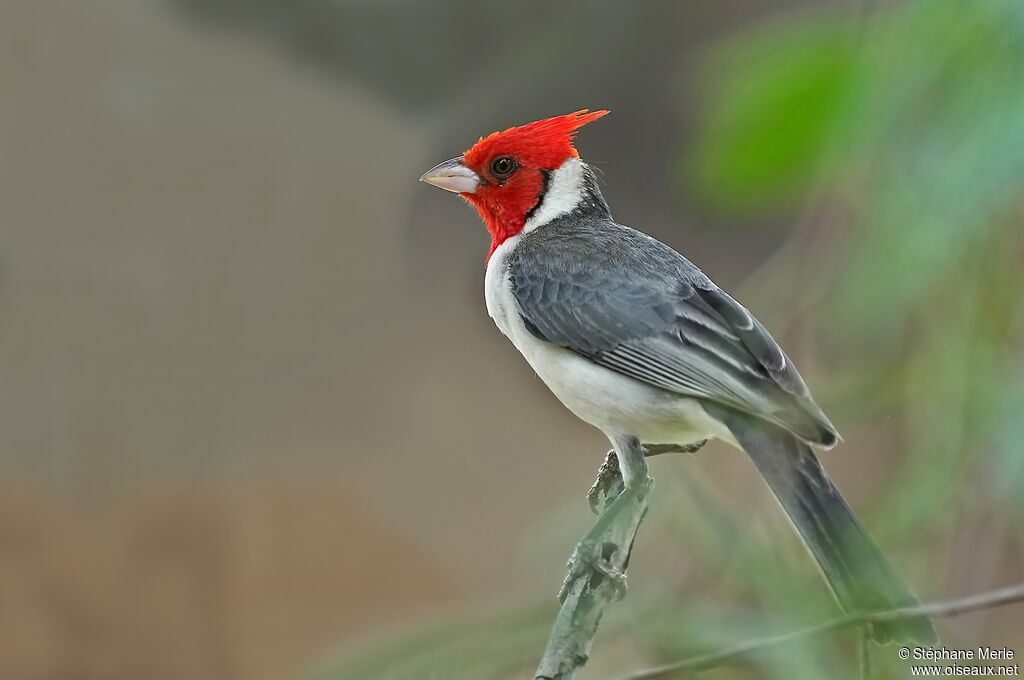 Red-crested Cardinaladult