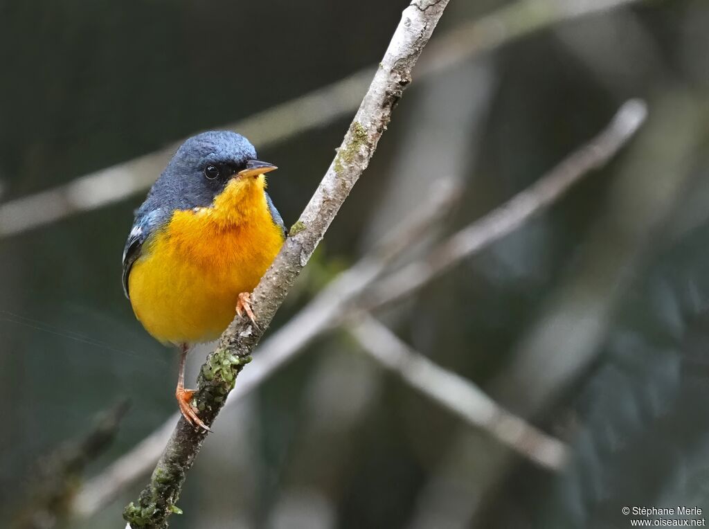 Tropical Parulaadult
