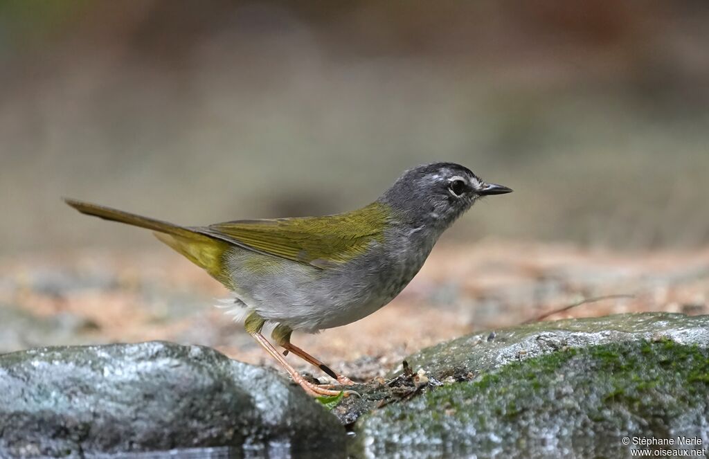 Paruline à paupières blanchesadulte