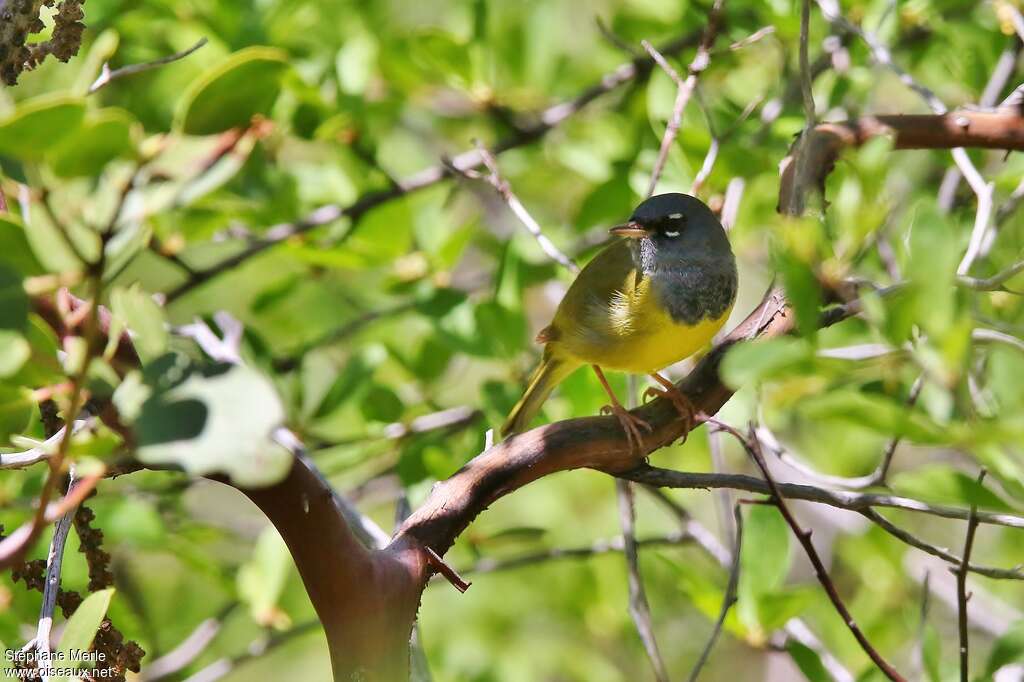 MacGillivray's Warbleradult breeding, identification