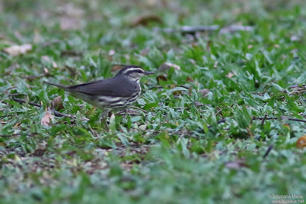 Northern Waterthrushadult