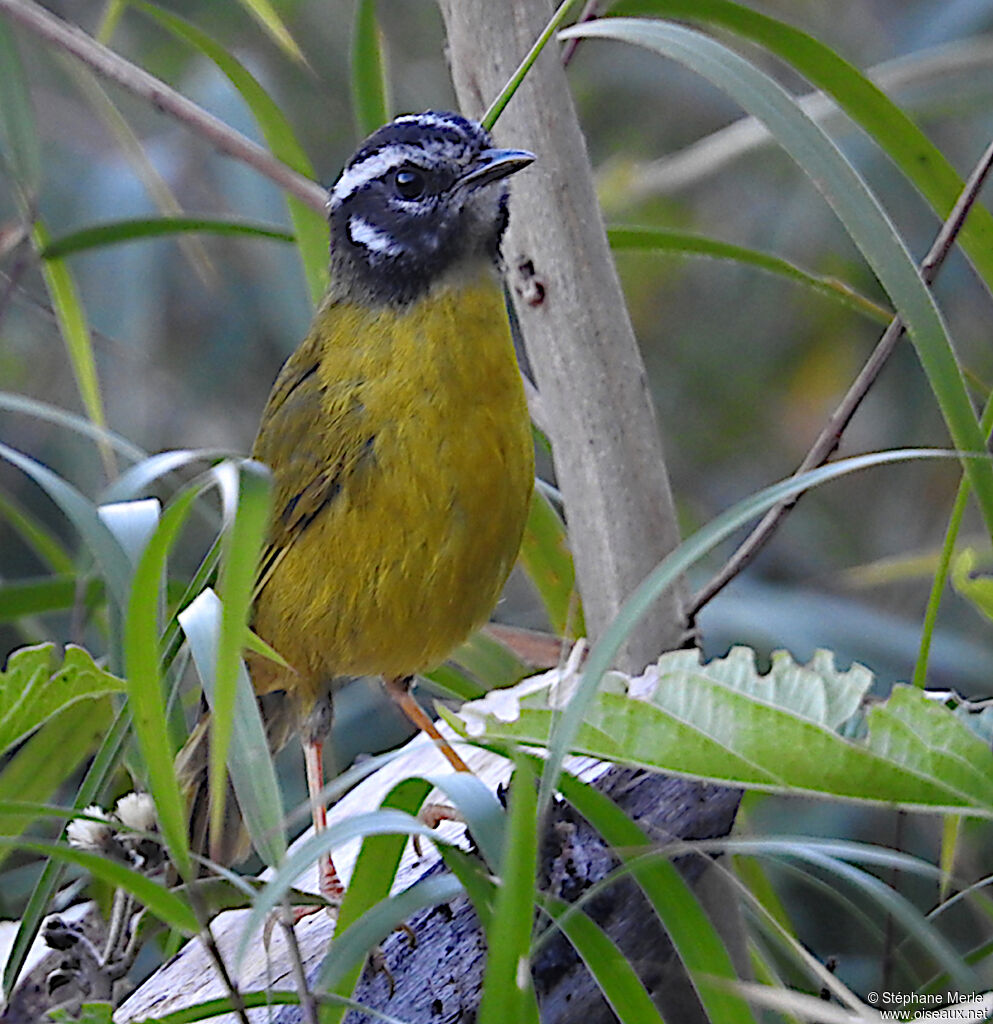 Santa Marta Warbler