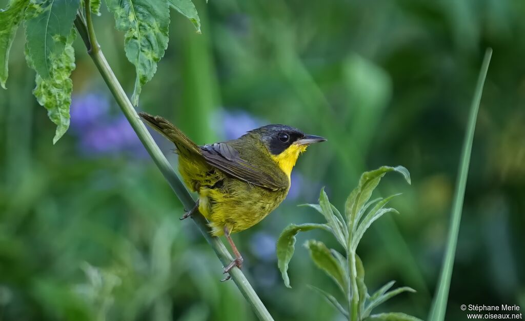 Paruline voiléeadulte