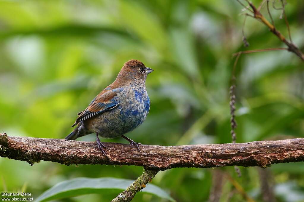 Passerin indigo mâle subadulte, identification