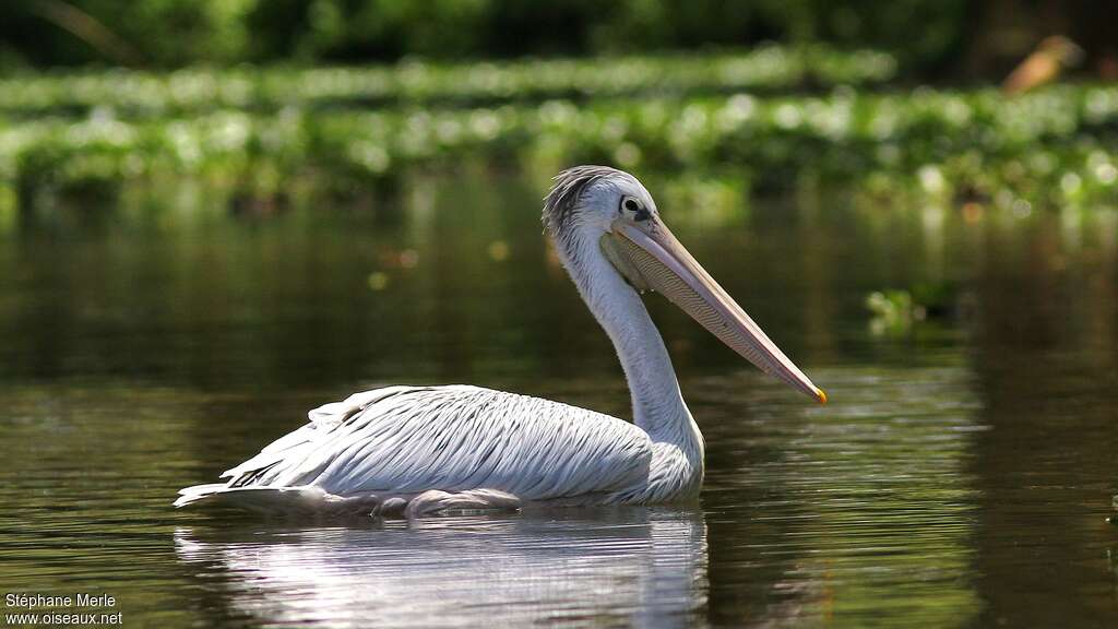 Pink-backed Pelicanadult, pigmentation, swimming