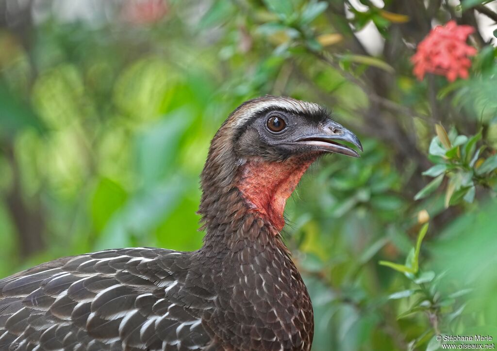 Pénélope à ventre rouxadulte, portrait