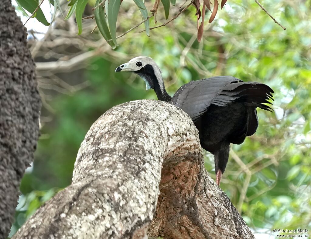 White-throated Piping Guanadult