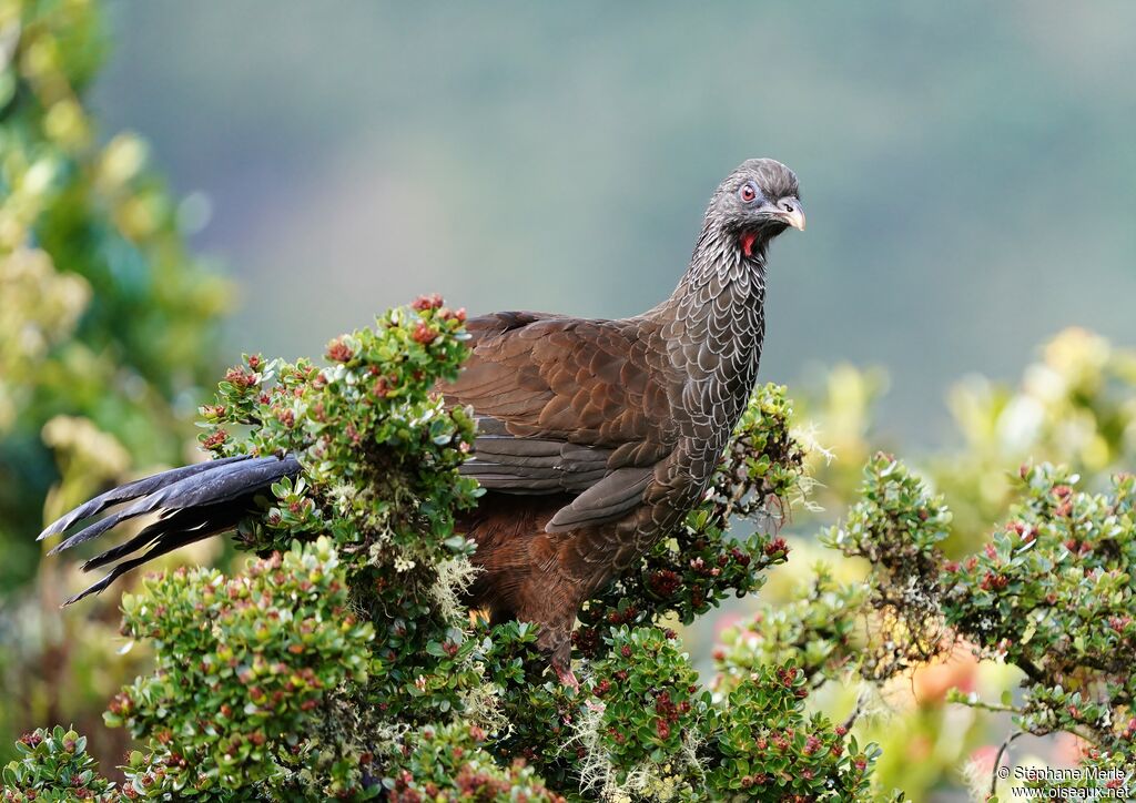 Andean Guanadult