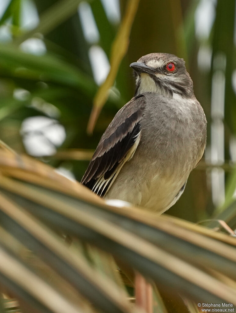 Grey Monjitaadult