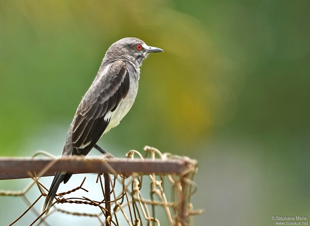 Grey Monjitaadult