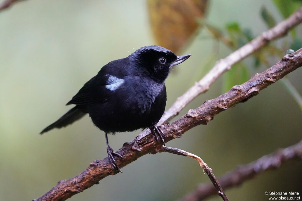 Glossy Flowerpierceradult