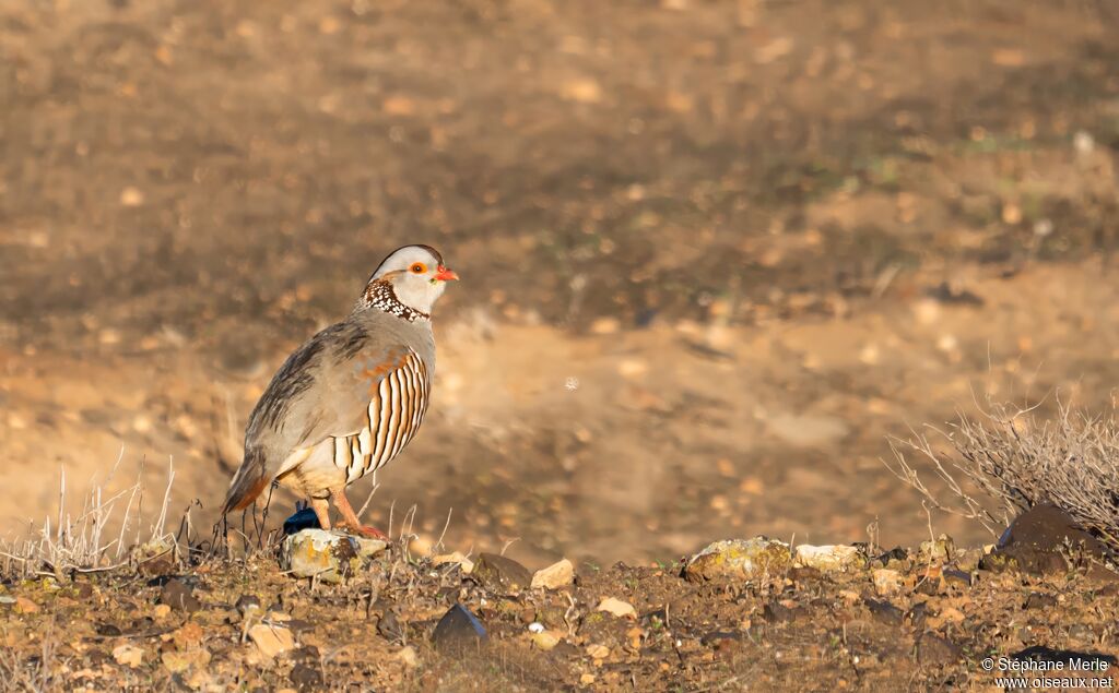 Perdrix gambraadulte