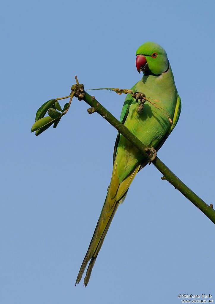Rose-ringed Parakeetadult