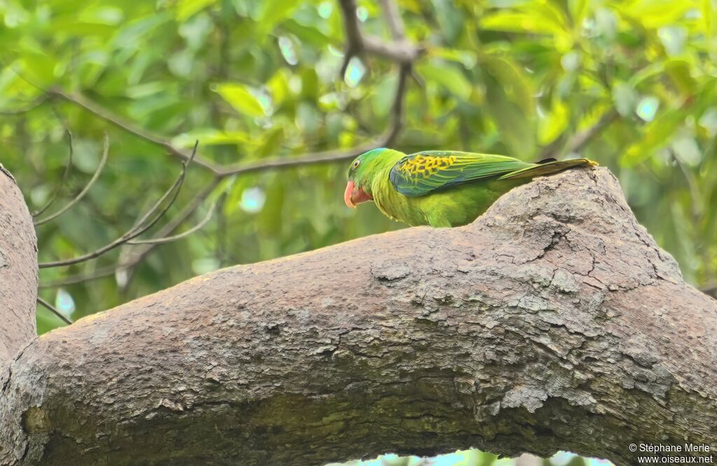 Perruche de Luçonadulte