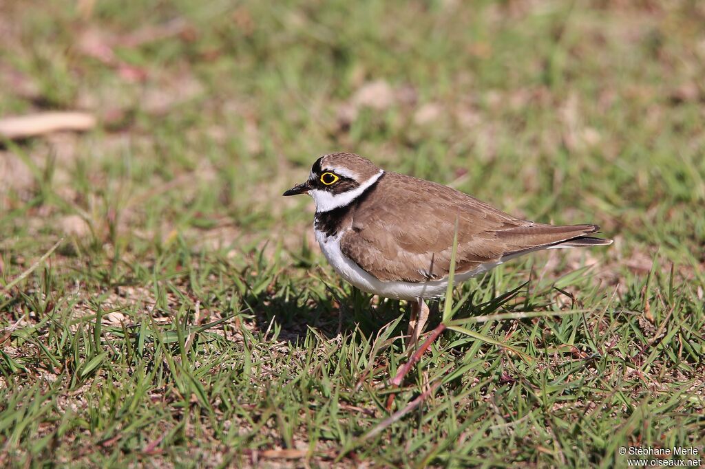 Little Ringed Plover