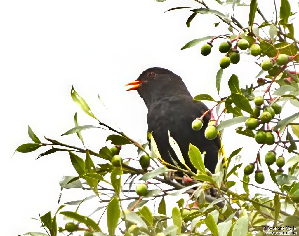 Piauhau noir