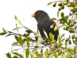 Piauhau noir
