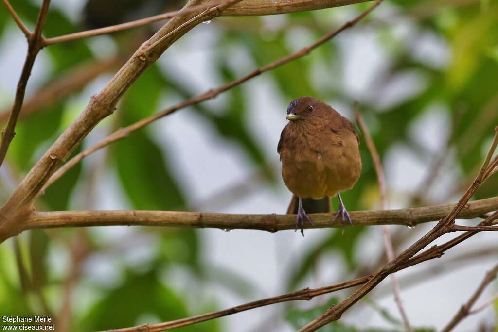 Rufous Pihaadult, identification