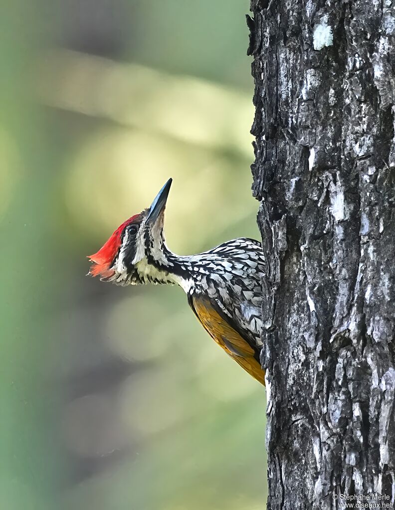 Pic à dos rouge mâle adulte