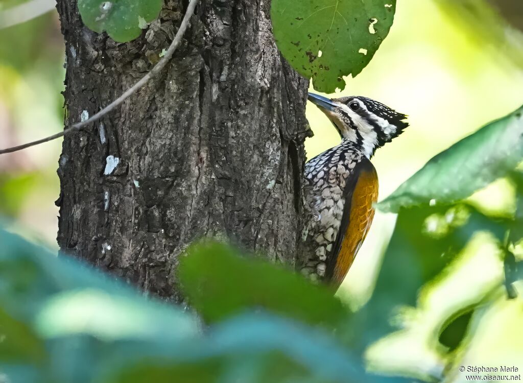 Common Flameback
