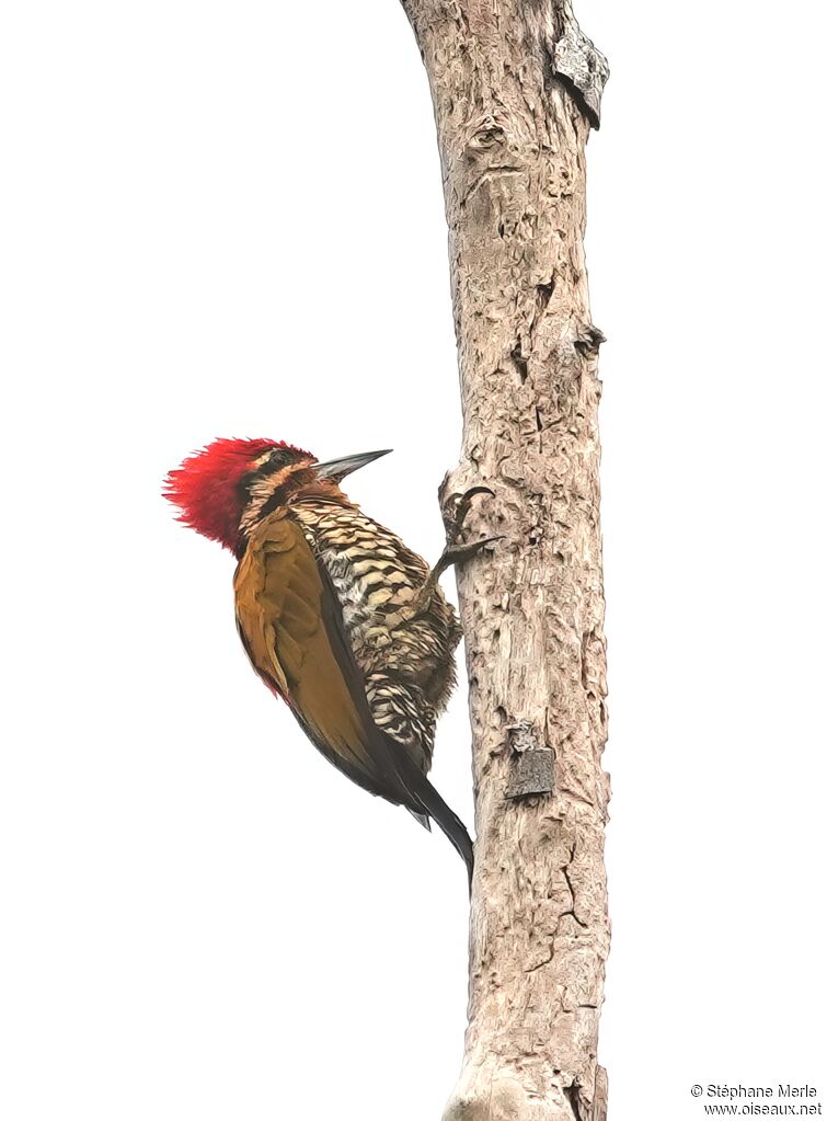 Pic d'Everett mâle adulte