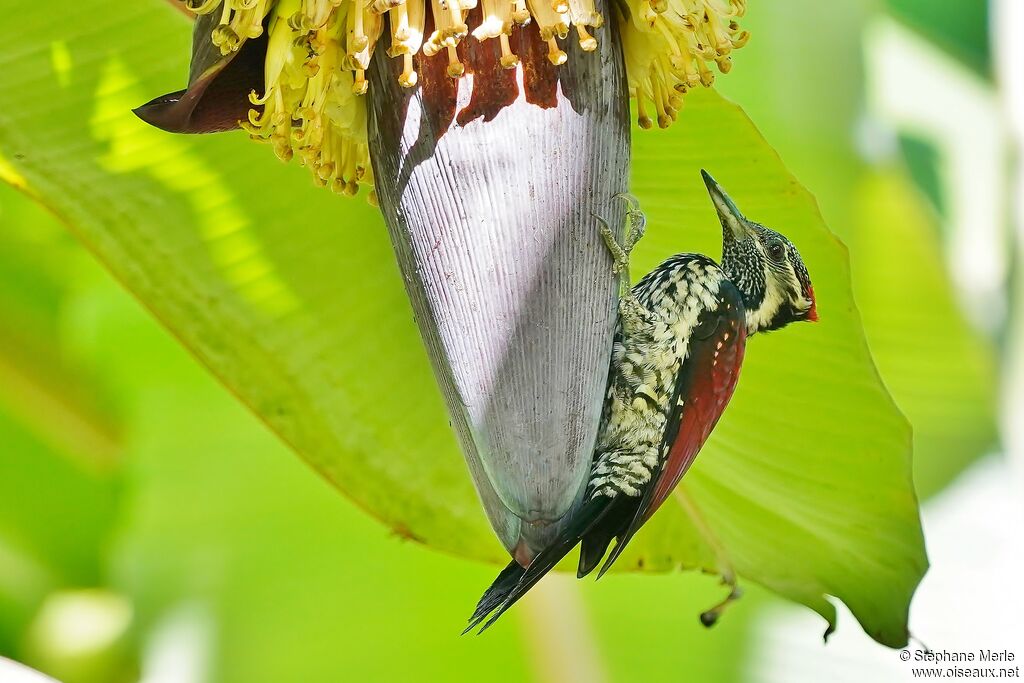 Red-backed Flameback male adult