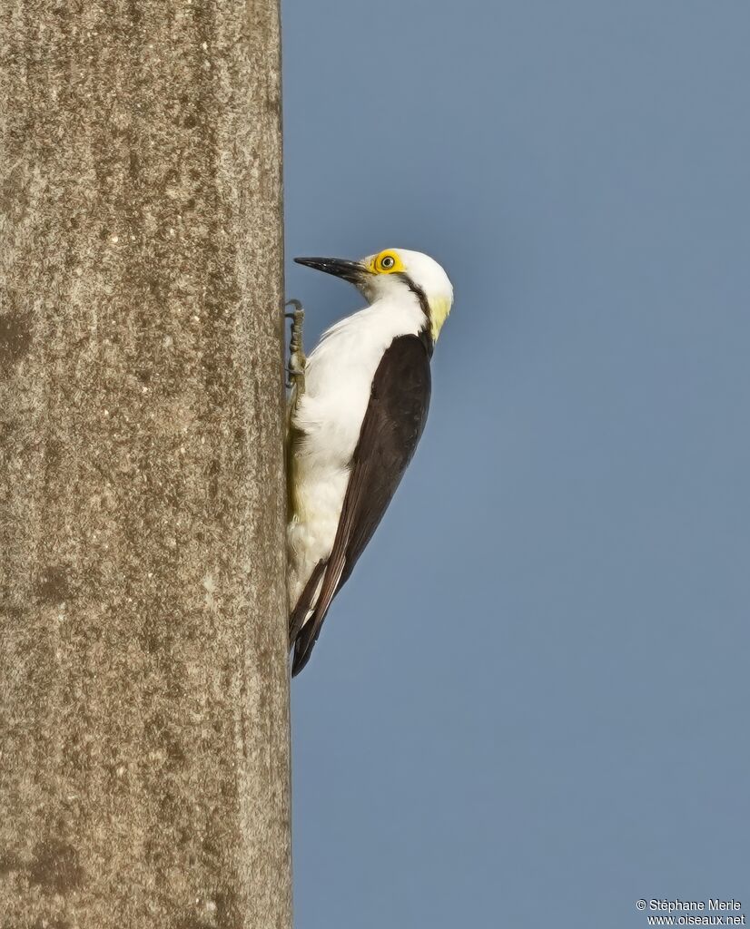 White Woodpeckeradult