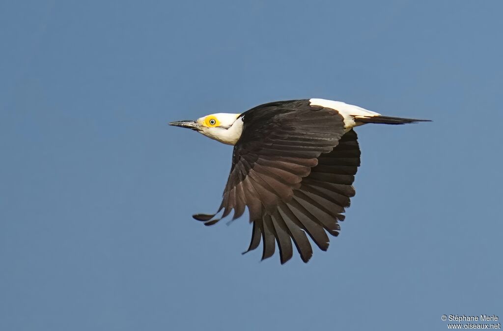 White Woodpeckeradult