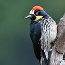 Pic glandivore