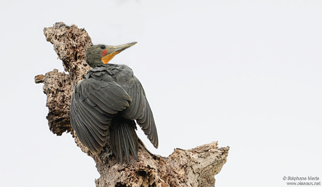 Pic meunier mâle adulte