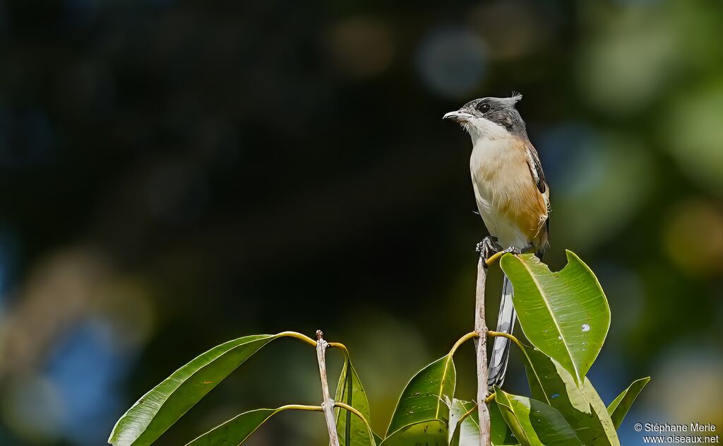 Burmese Shrike