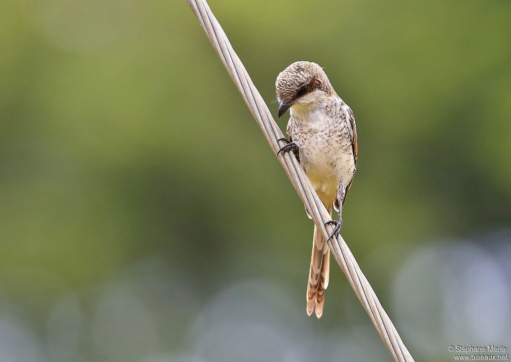 Northern Fiscalimmature