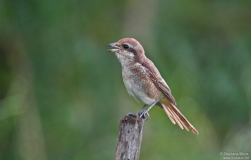 Pie-grièche bruneimmature