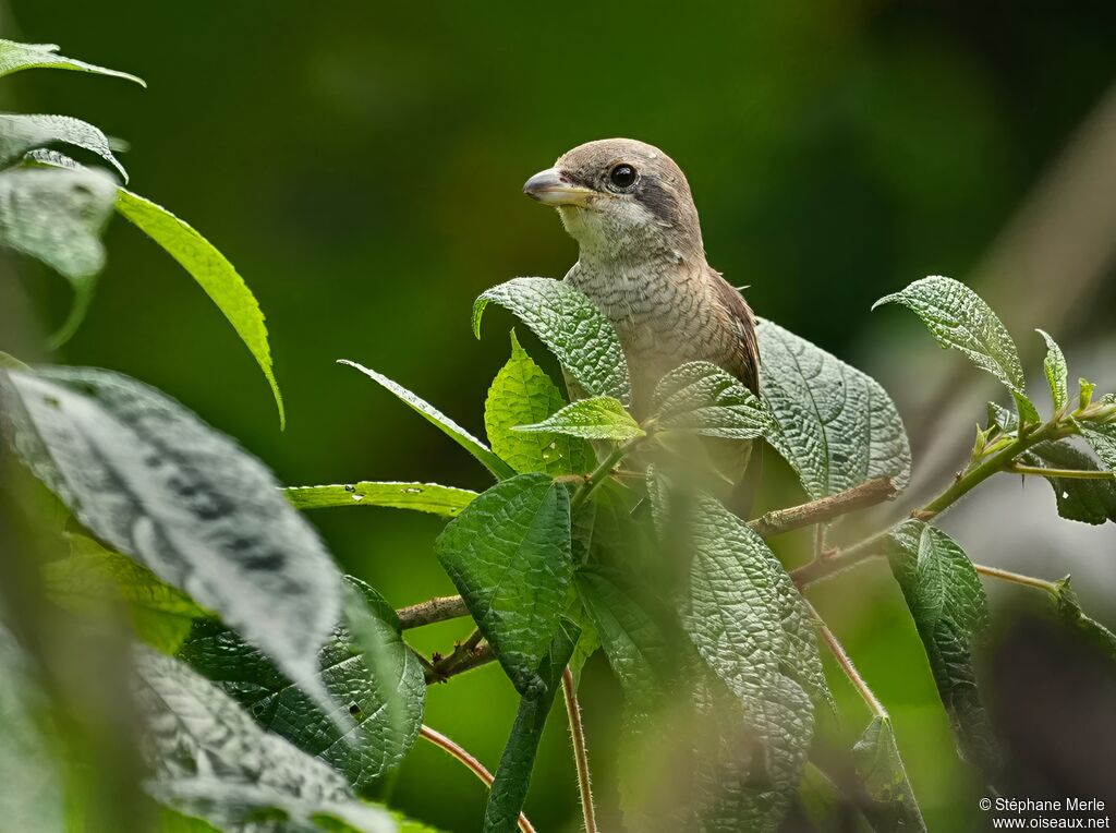 Pie-grièche bruneimmature
