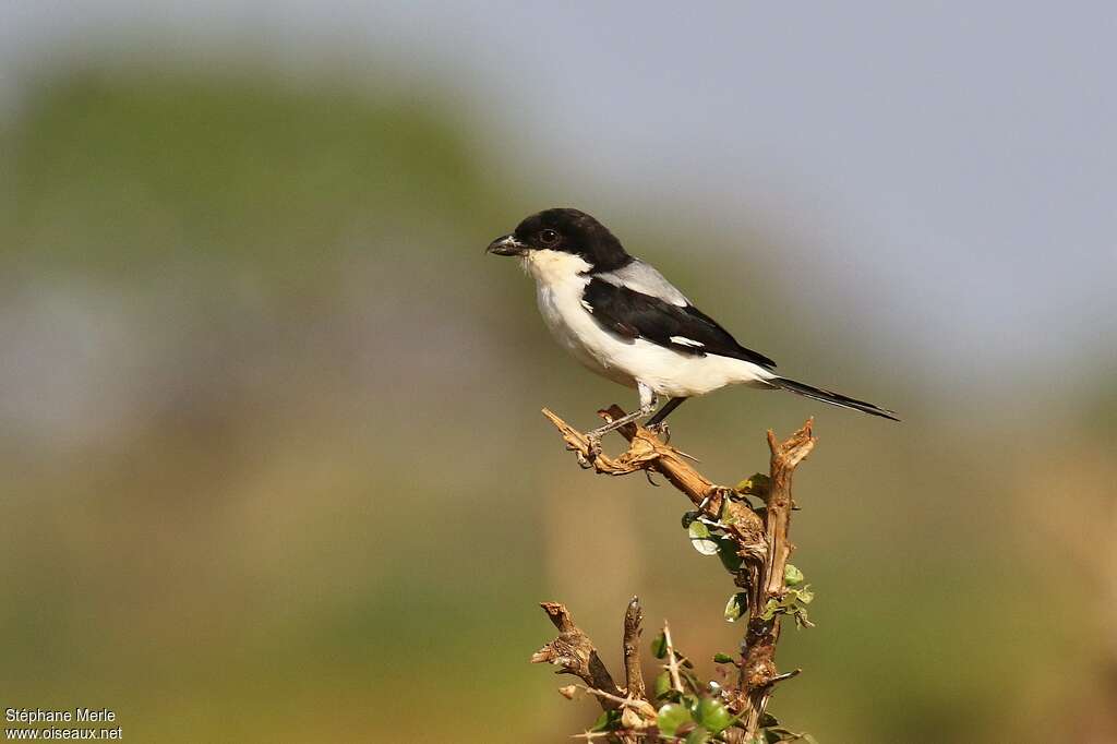 Pie-grièche des Teitaadulte, identification