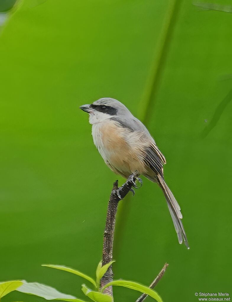 Pie-grièche du Tibet