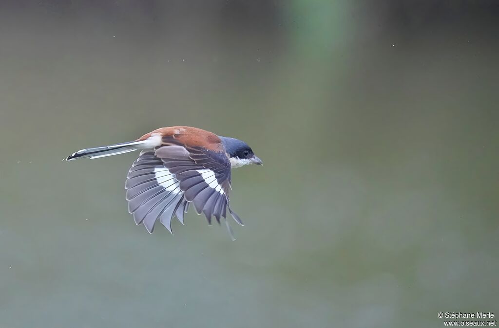 Pie-grièche schachadulte