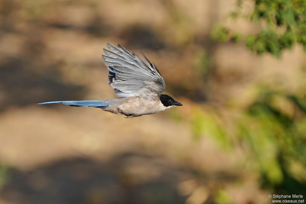Iberian Magpie