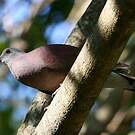 Pigeon de Madagascar