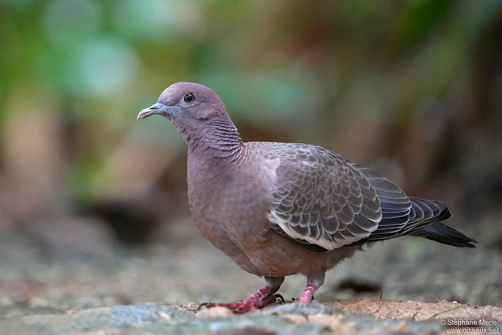 Picazuro Pigeon