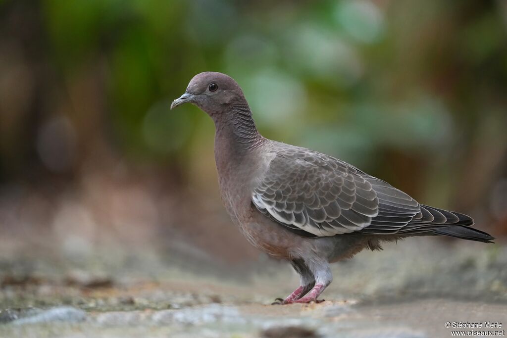 Picazuro Pigeonadult