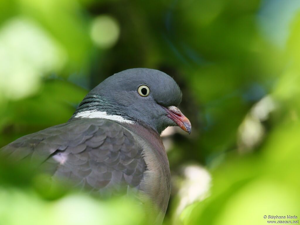 Pigeon ramier