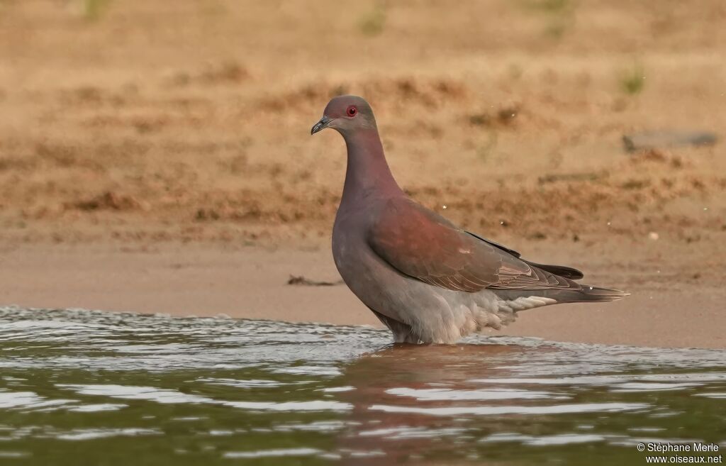 Pale-vented Pigeonadult