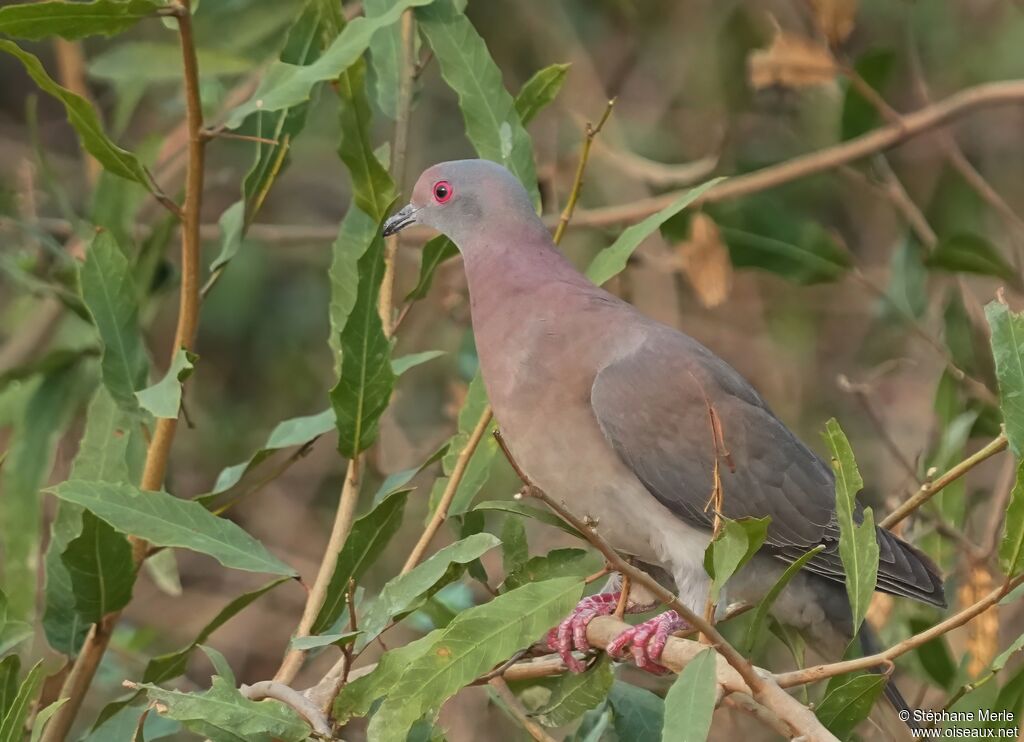 Pale-vented Pigeon