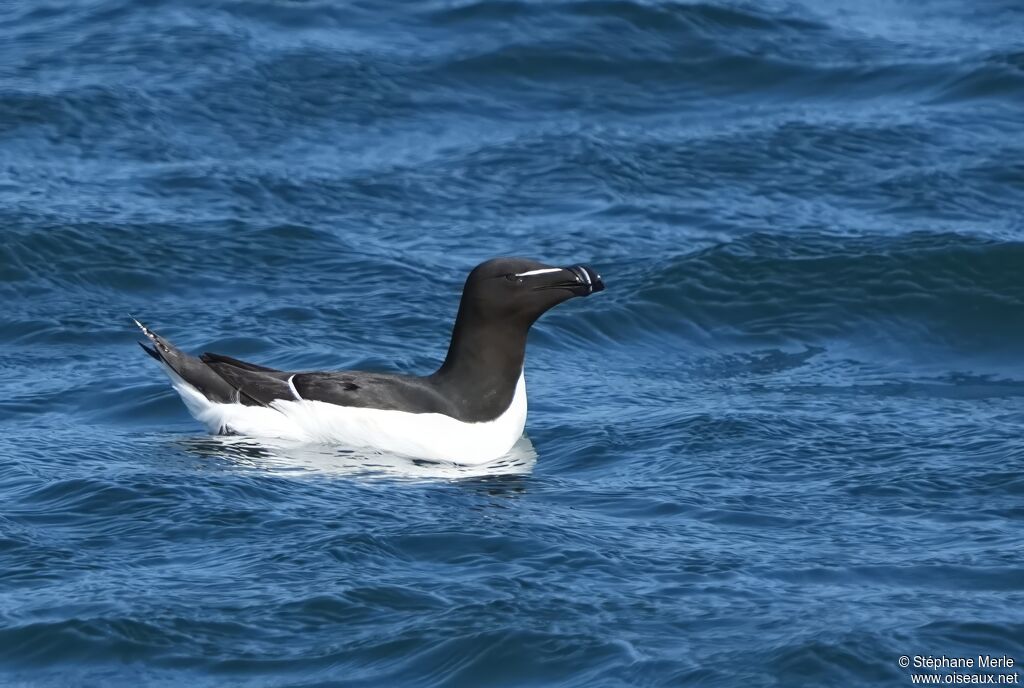 Pingouin tordaadulte